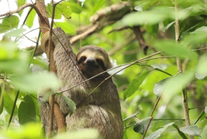 Manuel Antonio Nationalpark og billet inkluderet
