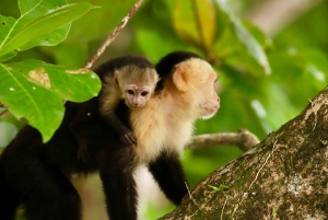 Manuel Antonio Nationalpark og billet inkluderet