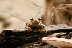Manuel Antonio Nationalpark og billet inkluderet