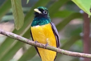 Manuel Antonio National Park: Wanderung zur Tierbeobachtung