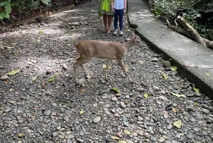 Manuel Antonio National Park: Wanderung zur Tierbeobachtung