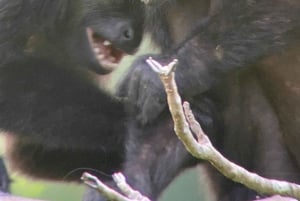 Manuel Antonio National Park: Wanderung zur Tierbeobachtung