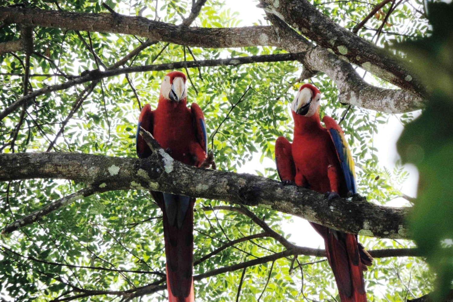 Kombiresa till Manuel Antonio nationalpark från San Jose