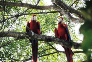 Manuel Antonio National Park Combo Tour from San Jose