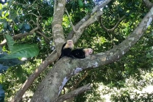 Kombiresa till Manuel Antonio nationalpark från San Jose