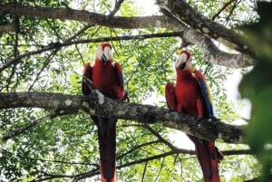 Kombiresa till Manuel Antonio nationalpark från San Jose