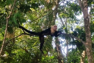 Kombiresa till Manuel Antonio nationalpark från San Jose