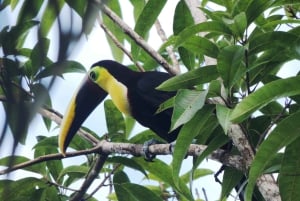 Kombiresa till Manuel Antonio nationalpark från San Jose