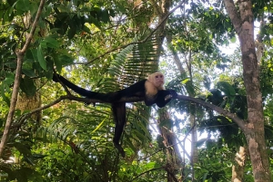 Manuel Antonio National Park Combo Tour from San Jose