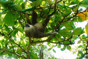 Manuel Antonio National Park Combo Tour from San Jose