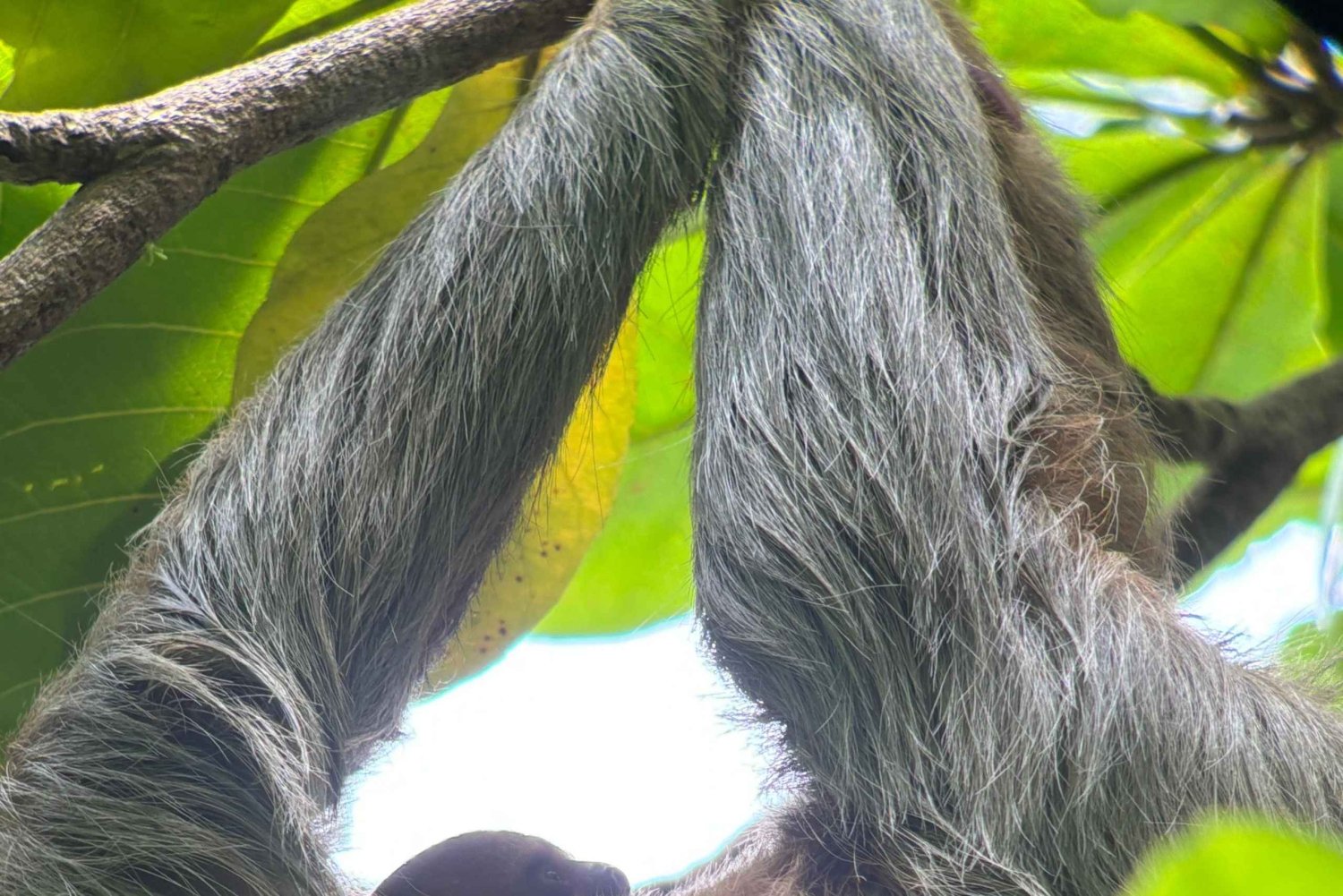 Manuel Antonio National Park Experience Tour from Uvita