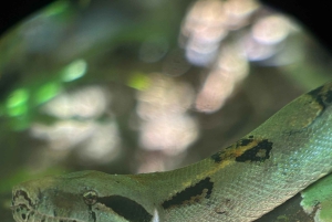 Manuel Antonio National Park Experience Tour from Uvita