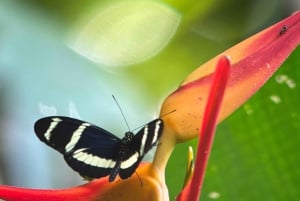 Manuel Antonio National Park Experience Tour from Uvita