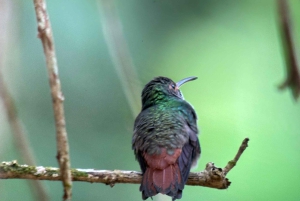 Manuel Antonio National Park Experience Tour from Uvita