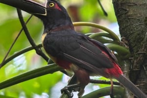 Manuel Antonio National Park Experience Tour from Uvita