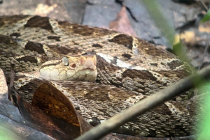 Manuel Antonio National Park Experience Tour from Uvita