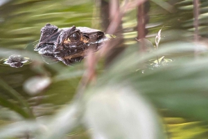 Manuel Antonio National Park Experience Tour from Uvita