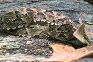 Manuel Antonio National Park Experience Tour from Uvita