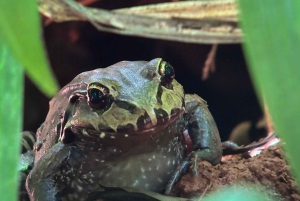 Manuel Antonio National Park Experience Tour from Uvita