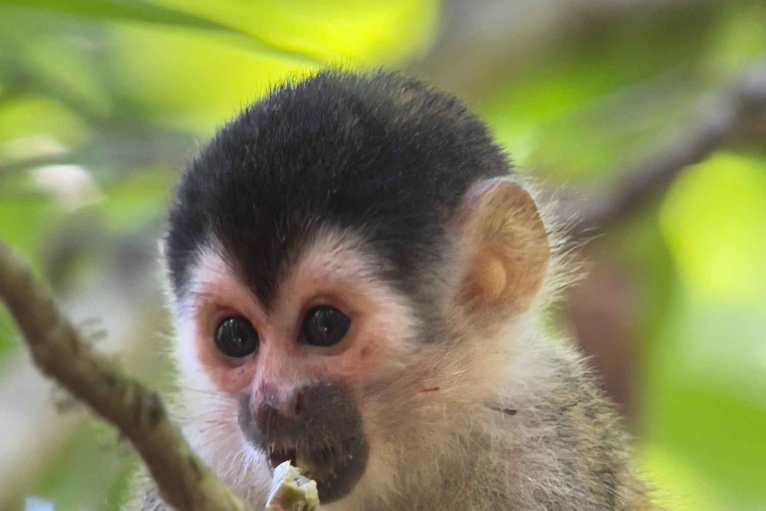 Национальный парк Мануэля Антонио, полная дикой природы