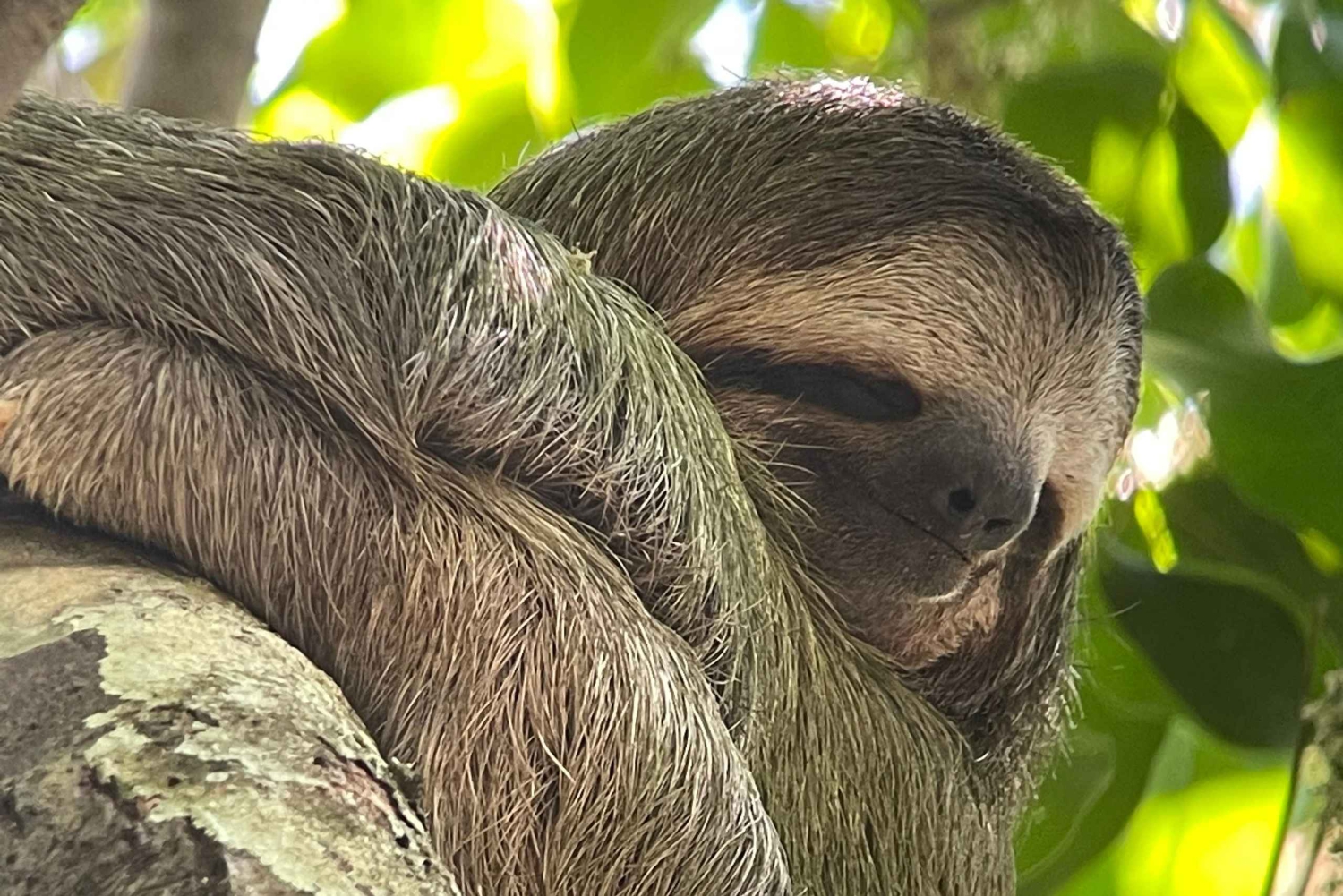Национальный парк Мануэля Антонио, полная дикой природы