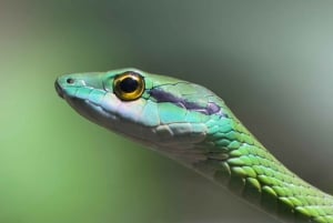 Национальный парк Мануэля Антонио, полная дикой природы