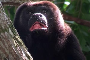 Национальный парк Мануэля Антонио, полная дикой природы