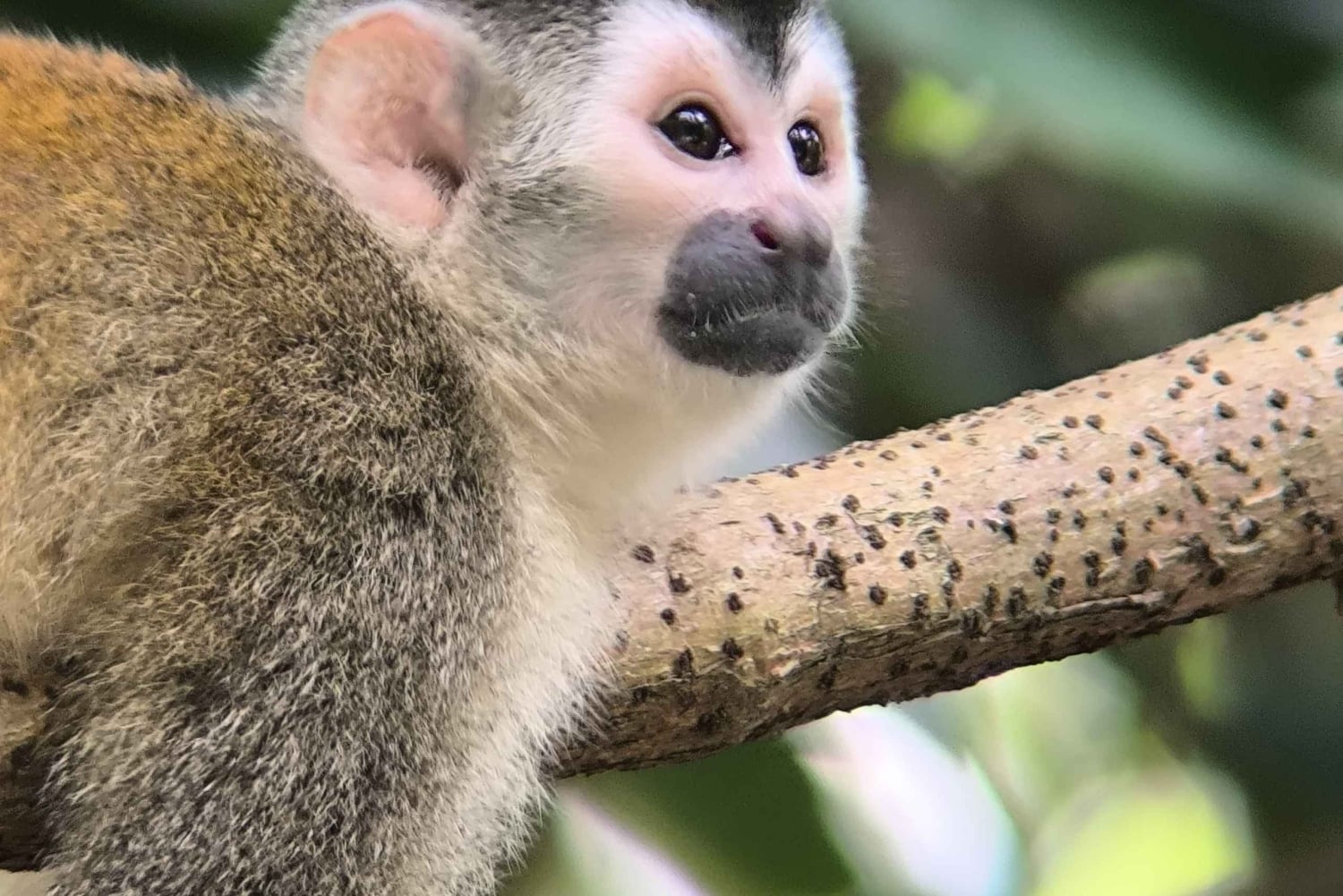 Manuel Antonio Nationalpark: Guidet vandretur