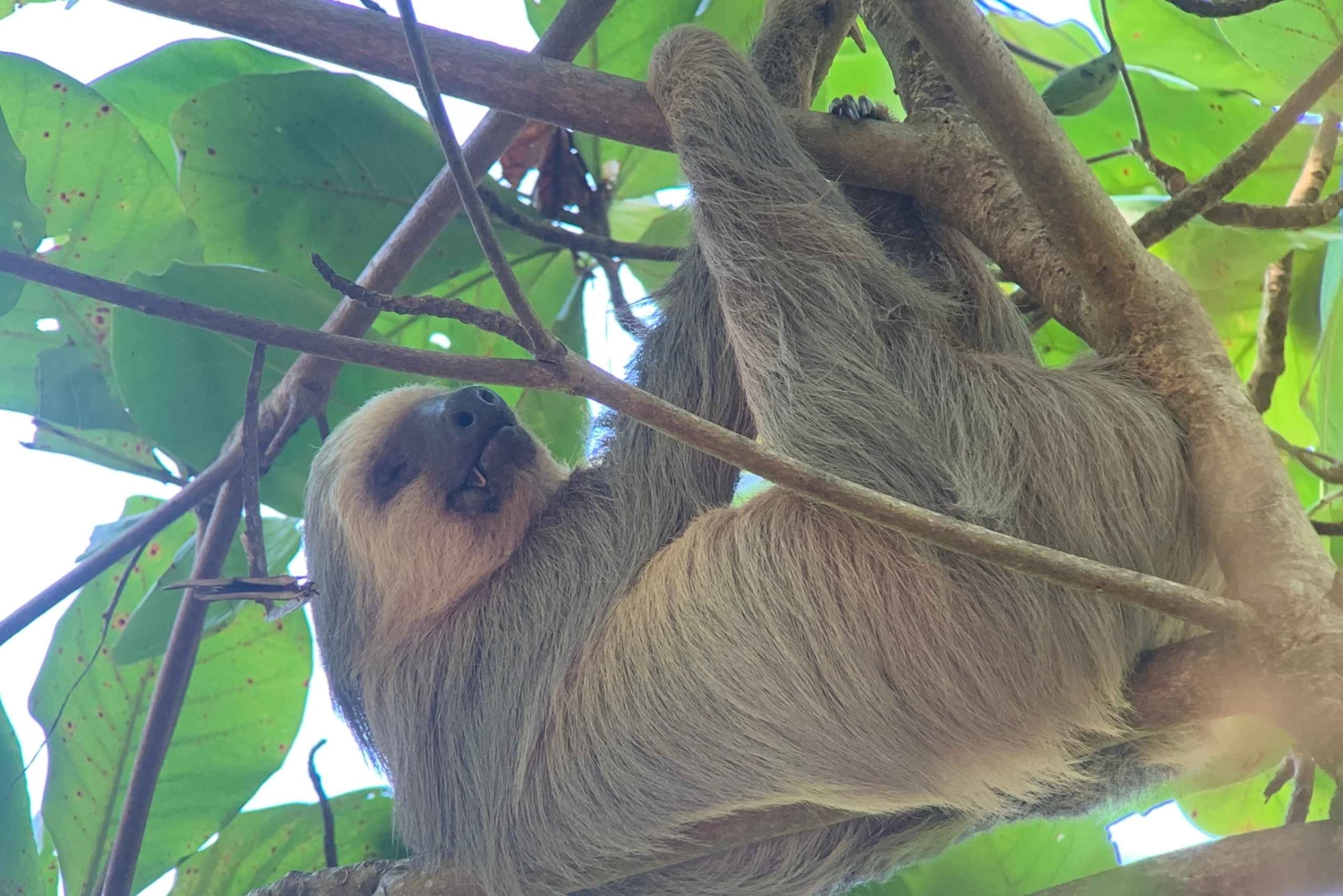 Manuel Antonio Nationalpark: Guidet vandretur