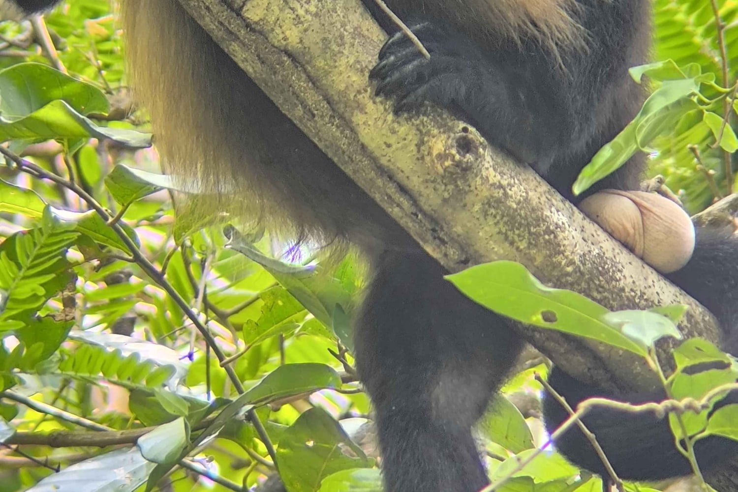 Manuel Antonio Nationalpark: Guidet vandretur