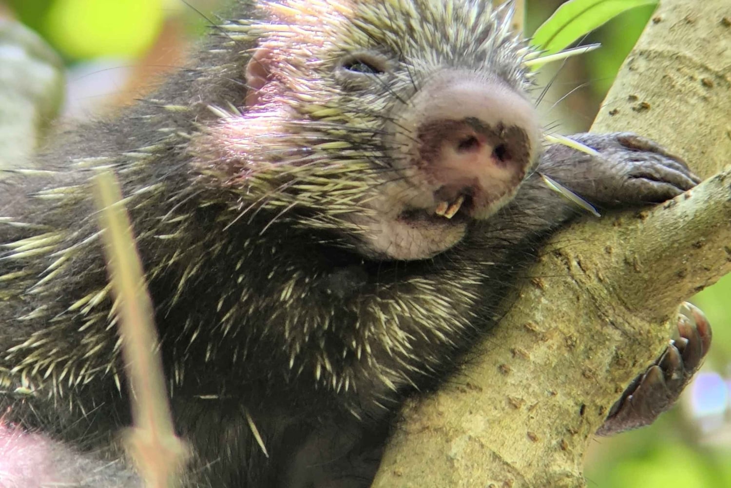 Manuel Antonio Nationalpark: Guidet vandretur