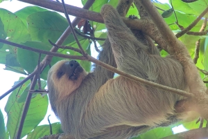 Manuel Antonio Nationalpark: Guidet vandretur
