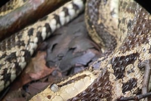 Manuel Antonio Nationalpark: Guidet vandretur