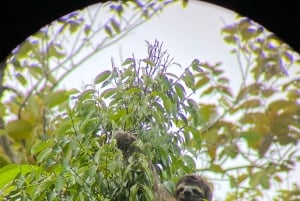Manuel Antonio Nationalpark: Guidet vandretur