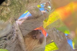 Manuel Antonio Nationalpark: Guidet vandretur