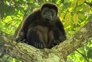 Manuel Antonio National Park guided tour to spot Animals