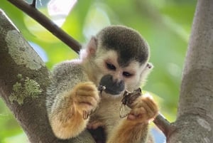 Manuel Antonio National Park: Guided Tour with Beach Time