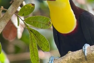 Manuel Antonio National Park: Guided Tour with Beach Time