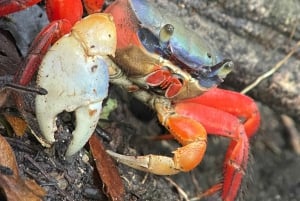 Manuel Antonio National Park: Guided Tour with Beach Time