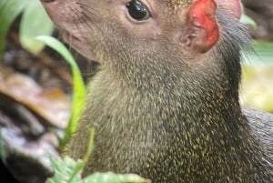 Manuel Antonio National Park: Guided Tour with Beach Time