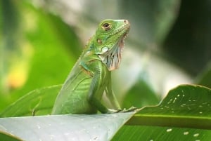 Manuel Antonio nationalpark guidad tur