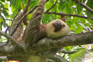 Costa Rica: Visita guiada al Parque Nacional Manuel Antonio