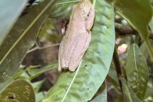 Manuel Antonio National Park: Guided Tour