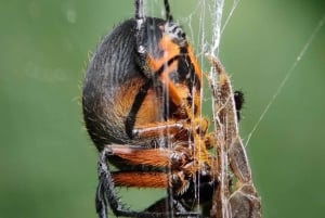マヌエル・アントニオ国立公園ガイド付きツアー