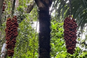 Manuel Antonio Nationalpark: Geführte Tour