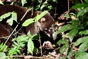 Guidet tur i Manuel Antonio nasjonalpark