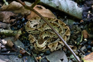 Guidet tur i Manuel Antonio nasjonalpark
