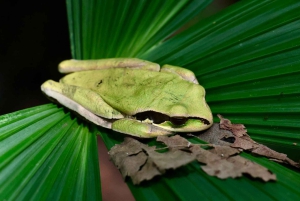 Guidet tur i Manuel Antonio nasjonalpark