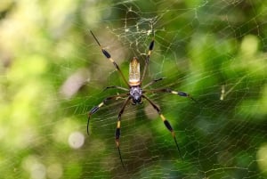 Guidet tur i Manuel Antonio nasjonalpark