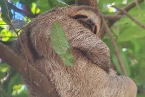 Omvisning i Manuel Antonio nasjonalpark